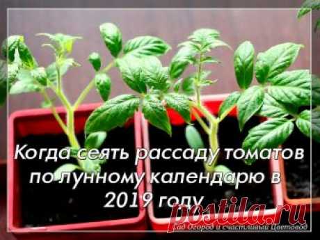 Когда сеять томаты на рассаду по лунному календарю в 2019 году

Томаты являются самыми распространёнными овощами у огородников, ведь они очень вкусные, подходят для салатов и консервирования. Но чтобы вырастить прекрасные помидоры необходимо заранее подготовится к их посадки, чтобы они успели созреть в срок. Посев лучше всего осуществлять учитывая сорт и лунный календарь.

Какие сорта томатов сажать:
Сверхранние сорта,
Ранние и среднеспелые сорта,
Поздние сорта.

Чтобы был...