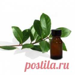 Купить Эфирное масло Бей 10мл. Цена 155 грн. Купить Эфирное масло Бей для волос в Украине