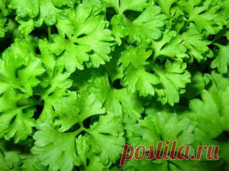 Если вас беспокоит печень, вы живете в неблагоприятных экологических условиях, часто болеете... 
Тогда данный рецепт может вам пригодится. 
Приготовленная вами по рецепту смесь расщепляет жиры (особенно вокруг печени), уменьшает аппетит, обладает мочегонными, противовирусными, противогрибковыми свойствами, позволяет сбросить пару-тройку лишних килограммов, укрепляет иммунитет, очищает, "растворяет" камни в почках и желчном пузыре, омолаживает кожу. 
Что нужно делать. 
* Тщательно измельчаем