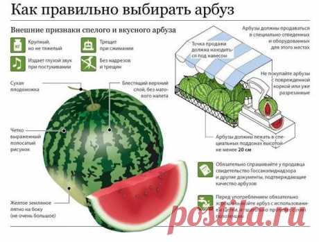 Как правильно выбирать арбуз