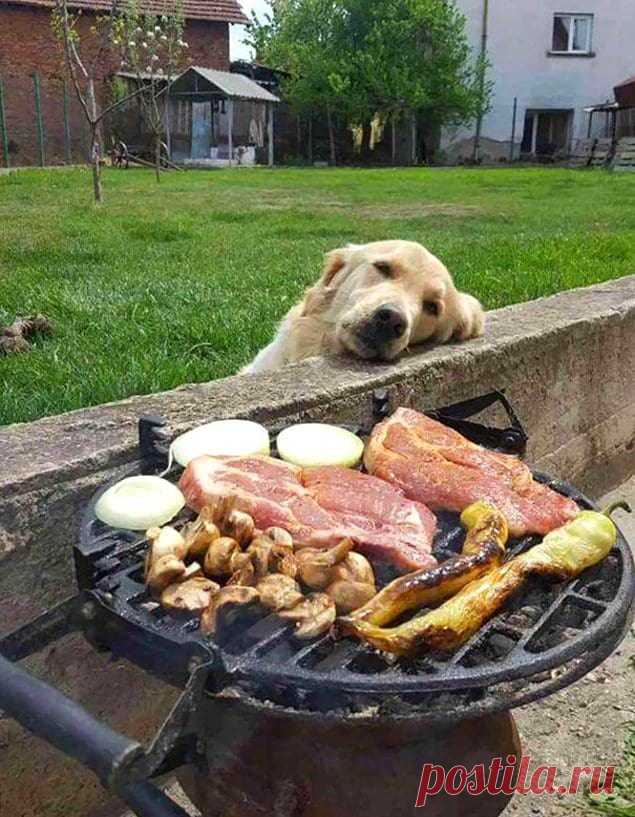 22 самых смешных фото с собаками, которые выпрашивают еду – эти взгляды нужно видеть - Ok'ейно.top