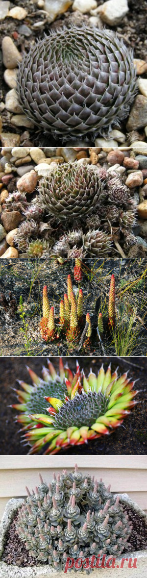 Горноколосник колючий (Orostachys spinosa)