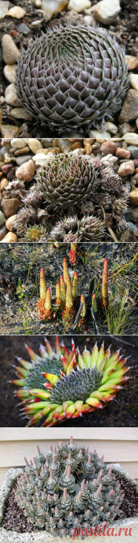 Горноколосник колючий (Orostachys spinosa)