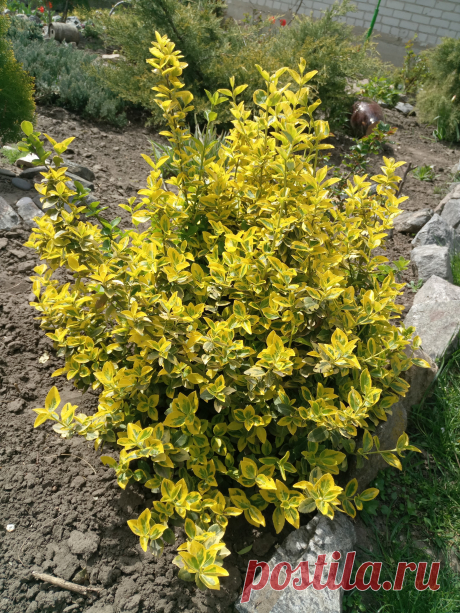 Бересклет Форчуна «Эмеральд н Голд», «Изумруд и золото» (Euonymus fortunei «Emerald`n Gold»)