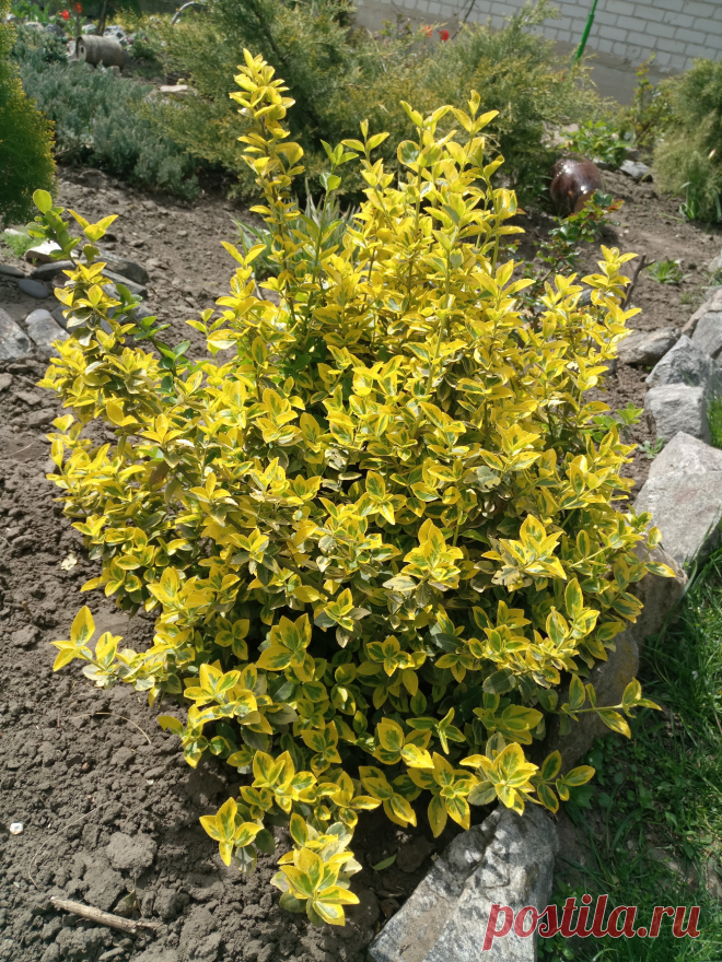 Бересклет Форчуна «Эмеральд н Голд», «Изумруд и золото» (Euonymus fortunei «Emerald`n Gold»)