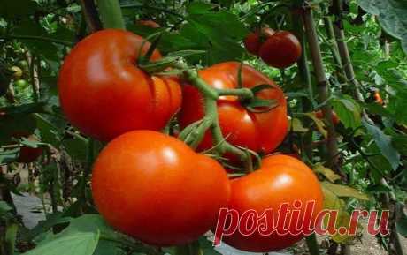 Фурацилин от фитофторы