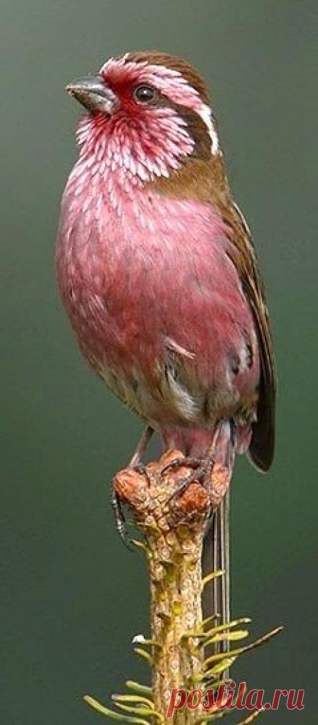 White Browed Rosefinch | Totaly Outdoors