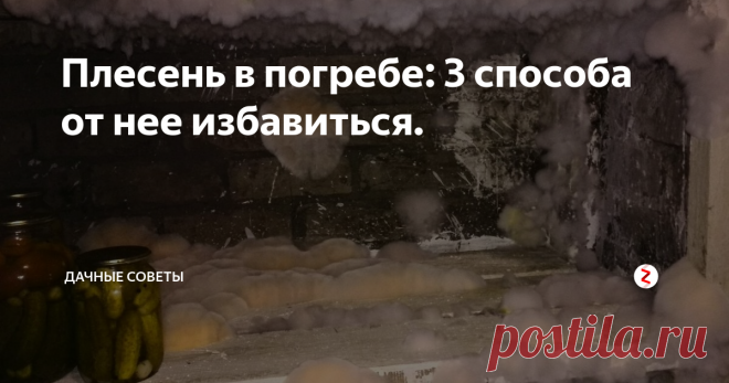 Плесень в погребе: 3 способа от нее избавиться. Почти весь урожай, собранный на своем приусадебном участке или даче, как  привило, хранится в погребе. Потому как в квартире или же частном доме  хранить весь запас выращенного не возможно и из-за количества и из-за  неподходящей температуры. В погребе всегда прохладно, а потому это  наиболее удобное хранилище и для овощей и фруктов и для банок с  домашними соленьями и маринадами. Тому, кто имеет