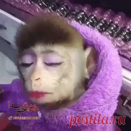(6) Одноклассники
