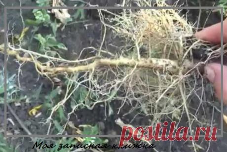 Осеннее очищение суставов корнем подсолнечника | моя записная книжка | Яндекс Дзен