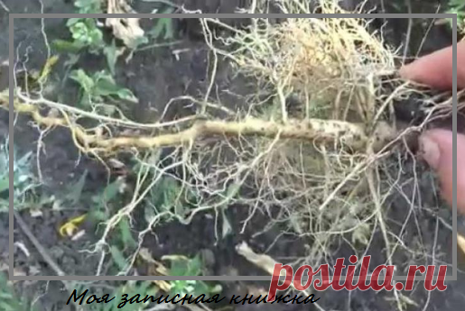 Осеннее очищение суставов корнем подсолнечника | моя записная книжка | Яндекс Дзен