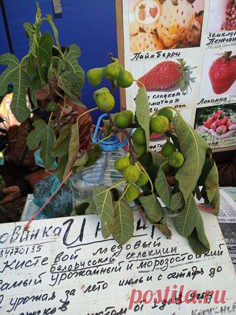 Инжир или фиговое дерево или смоковница или винная ягода | Дом с огородом в пригороде | Яндекс Дзен
Выставка "Дачный сезон" подарила мне не только удовольствие от покупок, но и знакомство с новым человеком - Дрогуновым Николаем Гавриловичем, который участвовал в выставке.