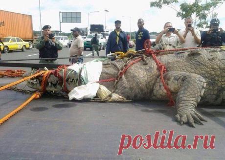 Отвлекитесь от курса валют и посмотритли в Панамском канале. / Понимание бизнеса