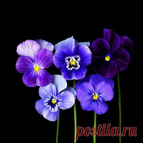 Цветы от фотографа Magda Indigo.