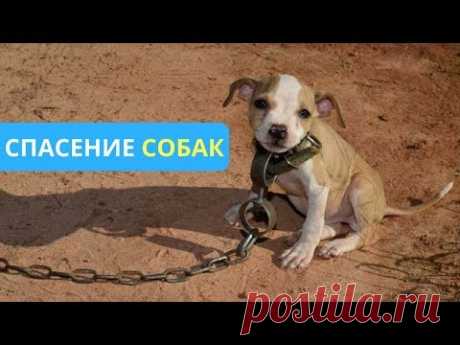 КРУПНЕЙШИЙ РЕЙД ПО ФЕРМАМ БОЙЦОВСКИХ СОБАК. #СПАСЕНИЕСОБАК - YouTube
