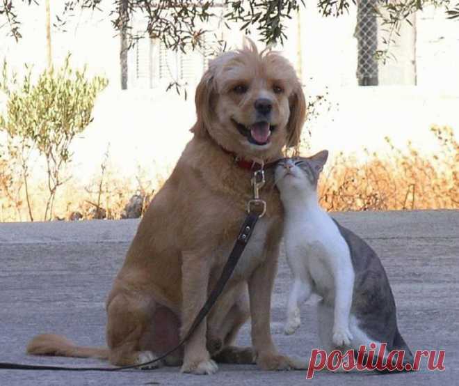 Взаимные симпатии