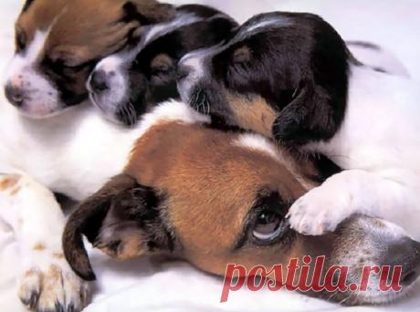 Такие заботливые мамы: Фотографии животных, которые немного устали от своих детёнышей