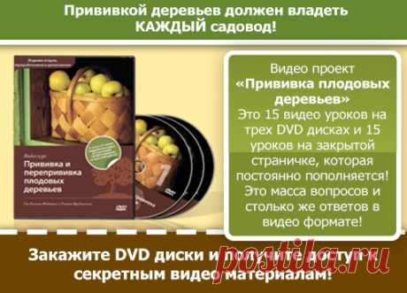 Если Вы хотите:
- освоить основные виды прививки;
- узнать все нюансы зимней прививки, как и когда заготовить черенки;
- научиться прививать хвойные растения;
- получить ценнейший навык, благодаря которому сможете иметь хороший доход;
- чтобы успешно привитые деревья радовали вас на протяжении долгого времени, а Ваши дети, внуки и правнуки вспоминали вас добрым словом, то видео курс &quot;Прививка и перепрививка плодовых деревьев&quot; для Вас.