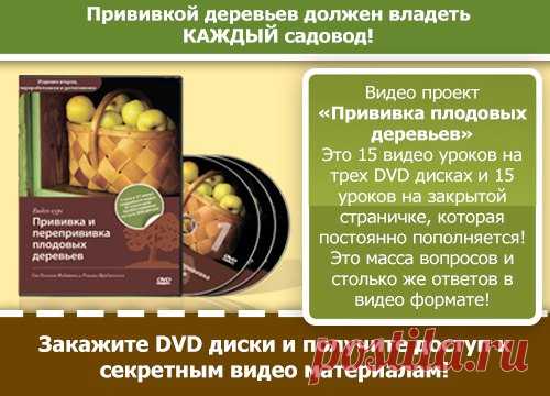 Если Вы хотите:
- освоить основные виды прививки;
- узнать все нюансы зимней прививки, как и когда заготовить черенки;
- научиться прививать хвойные растения;
- получить ценнейший навык, благодаря которому сможете иметь хороший доход;
- чтобы успешно привитые деревья радовали вас на протяжении долгого времени, а Ваши дети, внуки и правнуки вспоминали вас добрым словом, то видео курс "Прививка и перепрививка плодовых деревьев" для Вас.