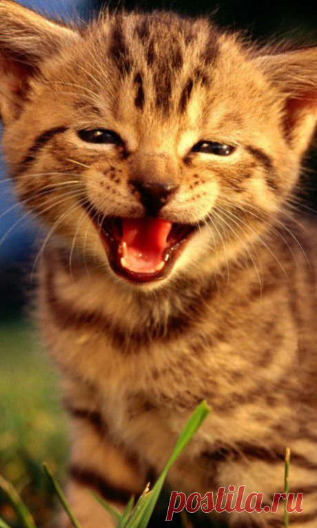 МУЗЫКА СЕРДЦА.СТИХИ
Алла Кожевникова(Пантелеева )