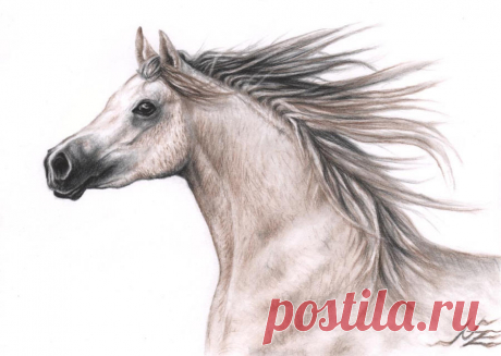 Araber Hengst - Arabian Horse by ArtsandDogs on DeviantArt