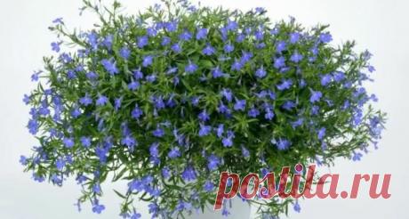 Лобелия ампельная – как вырастить рассаду, когда сажать и как добиться пышного цветения уже к лету Собери букет цветов. Узнай название цветов, красивые цветы для любой девушки. Какие растения цветы, а какие нет. Сделай цветник своими руками и проверь как посажены цветы.