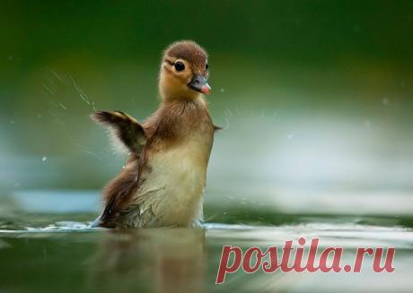 Животные крупным планом Роберта Адамека (Robert Adamec) — Фотоискусство