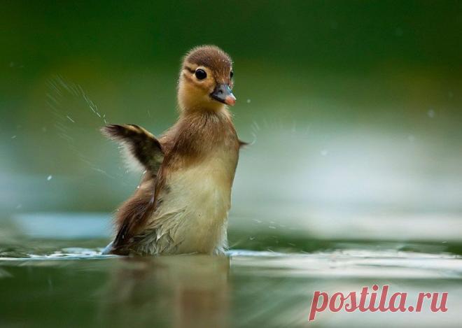 Животные крупным планом Роберта Адамека (Robert Adamec) — Фотоискусство