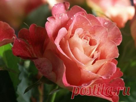 Розы и подарки друзей - принцесса