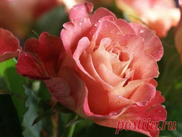 Розы и подарки друзей - принцесса