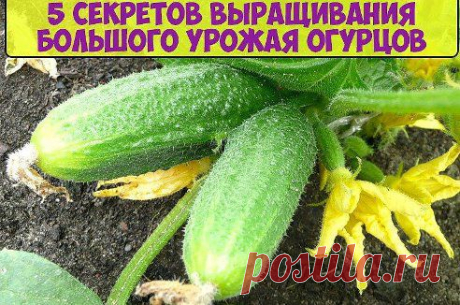 5 СЕКРЕТОВ ВЫРАЩИВАНИЯ БОЛЬШОГО УРОЖАЯ ОГУРЦОВ

Перед Вами метод выращивания огурцов в среднем по 20-25 штук с каждого куста. Этот урожай будет в 6 раз выше обычного!
В то же время метод очень прост и не потребует значительных затрат времени и ресурсов.
Первое, что нам нужно сделать – это…Продолжение смотри тут —► ok.ru/smail.tm
•••