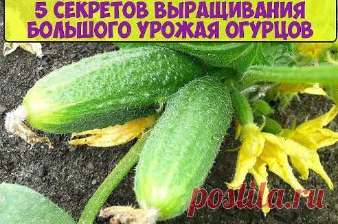 5 СЕКРЕТОВ ВЫРАЩИВАНИЯ БОЛЬШОГО УРОЖАЯ ОГУРЦОВ

Перед Вами метод выращивания огурцов в среднем по 20-25 штук с каждого куста. Этот урожай будет в 6 раз выше обычного!
В то же время метод очень прост и не потребует значительных затрат времени и ресурсов.
Первое, что нам нужно сделать – это…Продолжение смотри тут —► ok.ru/smail.tm
•••