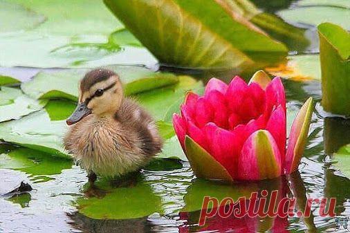 Тяга к прекрасному﻿