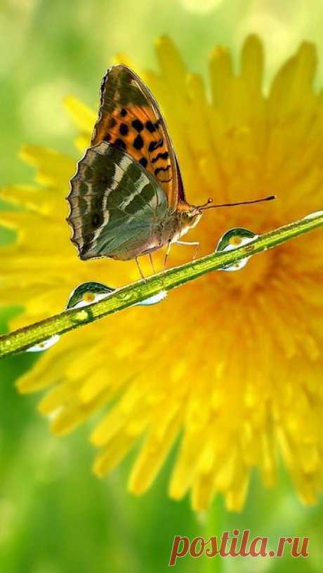 Butterfly | ali di farfalle