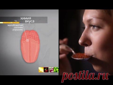 Химия вкуса. Фильм 1