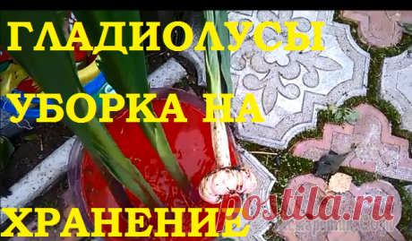 Гладиолусы. Уборка на хранение осенью