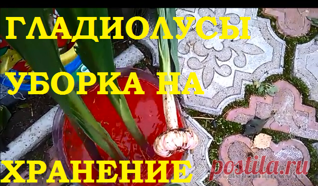 Гладиолусы. Уборка на хранение осенью