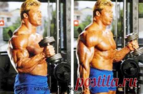 Упражнения с гантелями | Bodyfitt.ru - качайся правильно!