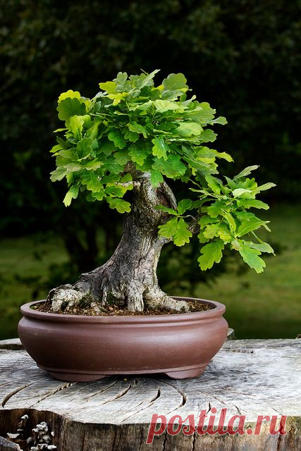 Bonsai by Michael Keen, via Flickr  |  Pinterest