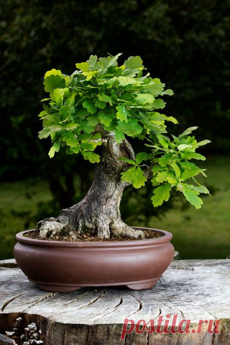 Bonsai by Michael Keen, via Flickr  |  Pinterest