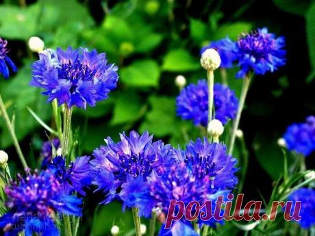 Земля смеется Цветами...
Ралф Уолдо Эмерсон
**