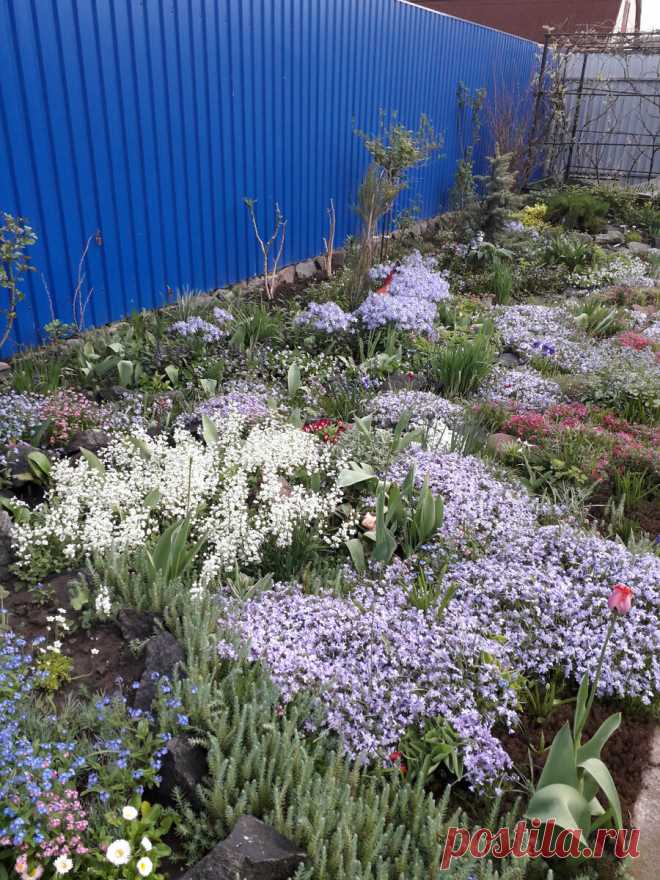 Мои любимые сорняки и фото моего сада, как время его меняло... | В саду у Лилии | Яндекс Дзен