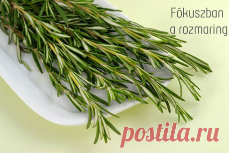 Свойства розмарина. | ЖЕНСКИЙ МИР