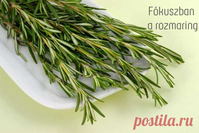 Свойства розмарина. | ЖЕНСКИЙ МИР