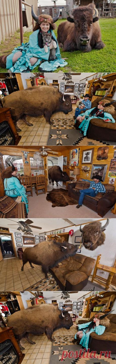 Под одной крышей с бизоном • НОВОСТИ В ФОТОГРАФИЯХ