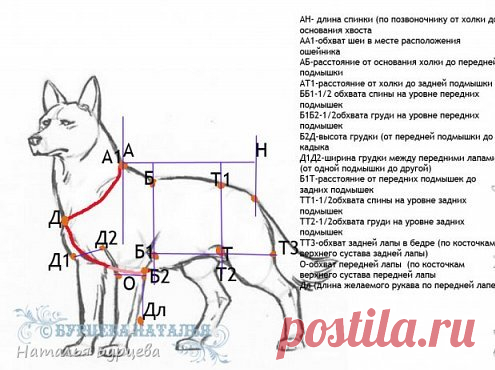 Построение базовой выкройки для моделирования и шитья одежды для собак.