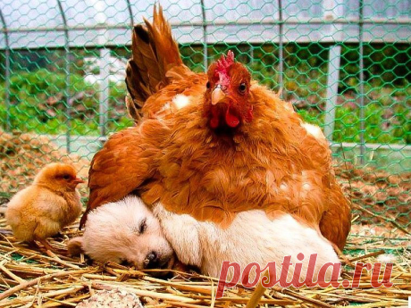 ❤❤...ОПТИМИСТ...❤❤
Алёша Попович