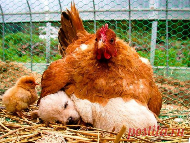 ❤❤...ОПТИМИСТ...❤❤
Алёша Попович