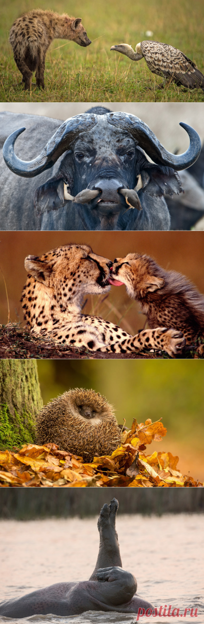 А тем временем в мире животных…