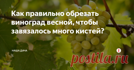 Как правильно обрезать виноград весной, чтобы завязалось много кистей? Вообще-то, виноград обрезают и весной, и осенью, это зависит от сорта вашего куста, а еще от климата, где вы живете. Но, поскольку сейчас весна, было бы логично поговорить именно о весенней обрезки лианы винограда. Есть несколько особенностей выращивания этой культуры, о которых вы непременно должны знать.